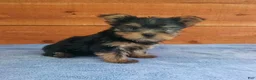 Yorkshire Terrier dogs for sale: River - Ad 1