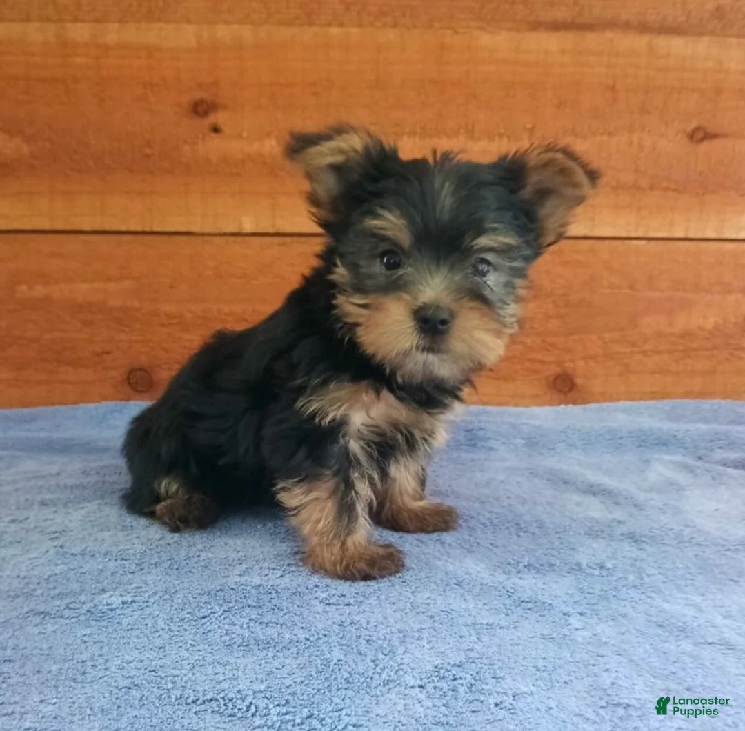 Yorkshire Terrier dogs for sale: River - Ad 1
