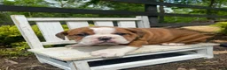 English Bulldog dogs for sale: Beauty - Ad 4