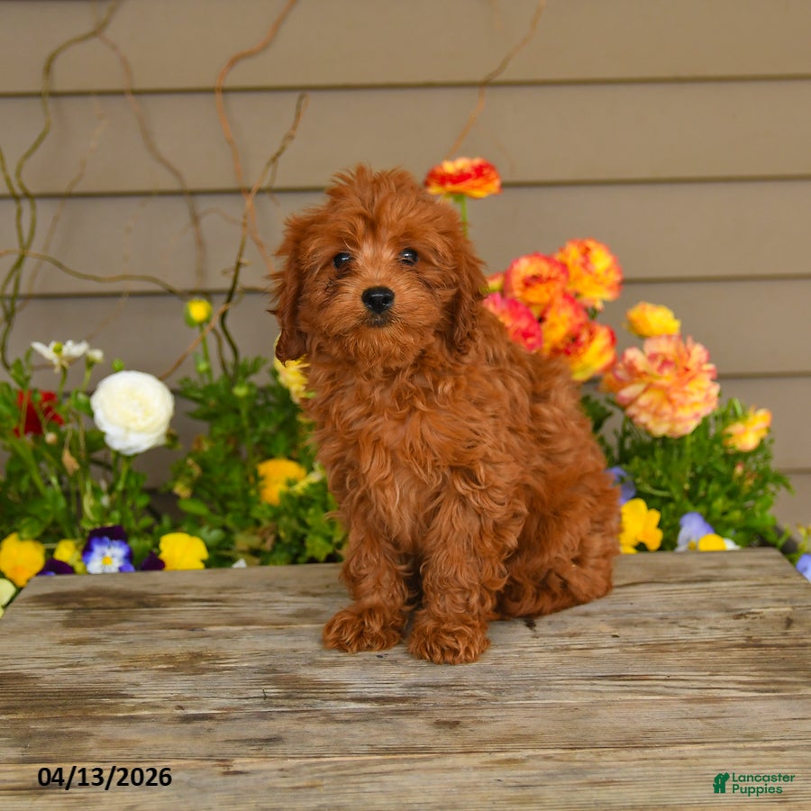 Cavapoo dogs Archie - Ad 1