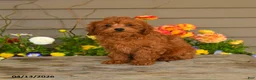 Cavapoo dogs for sale: Archie - Ad 1