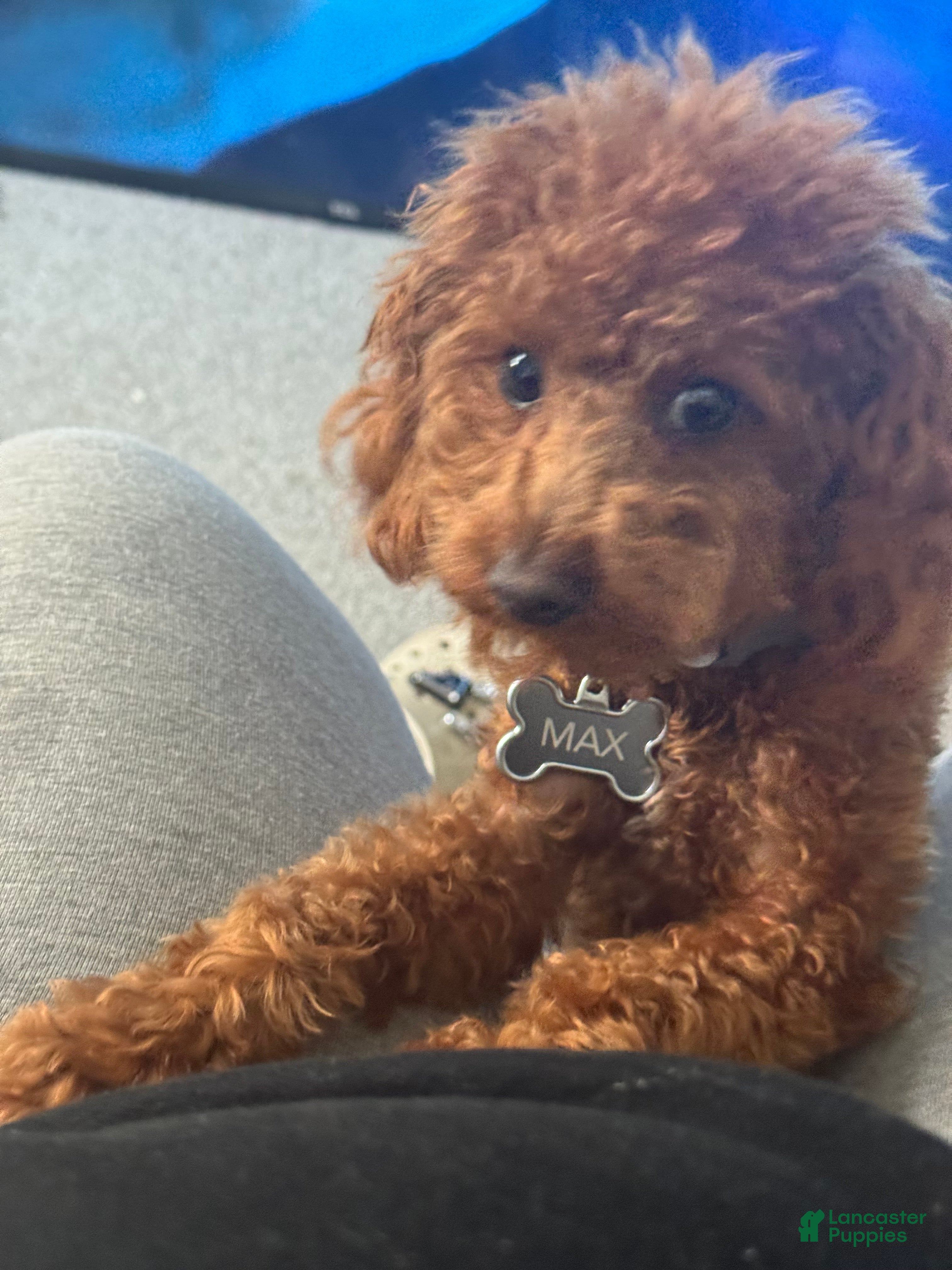 Toy Poodle dogs Maximillion - Ad 3