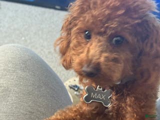 Toy Poodle dogs Maximillion - Ad 2