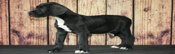 Great Dane dogs for sale: Great Dane Puppy 2 - Ad 3