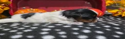 Biewer Terrier dogs for sale: Charlie - Ad 4