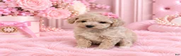 Miniature Poodle dogs for sale: Miniature Poodle 1 - Ad 1