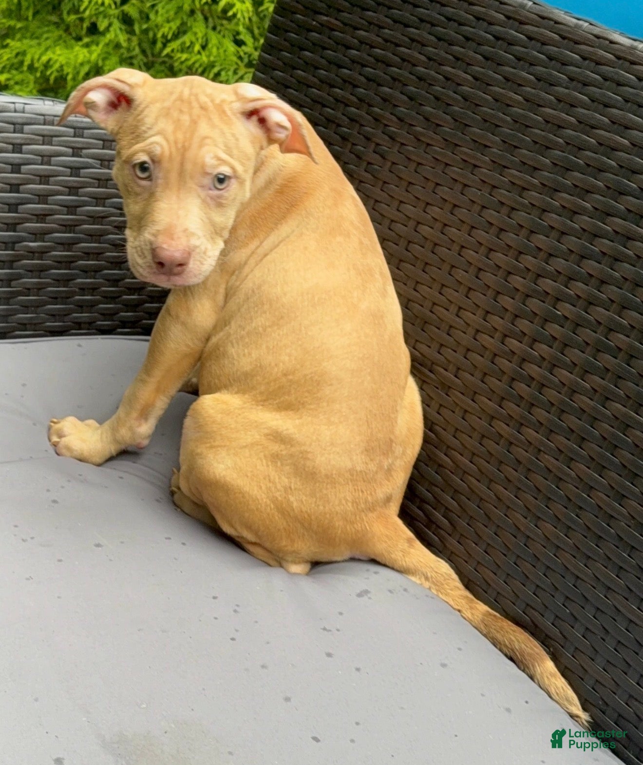 American Pit Bull Terrier dogs American Pit Bull Terrier 5 - Ad 30