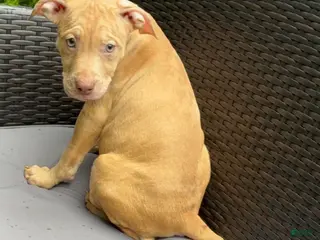 American Pit Bull Terrier dogs American Pit Bull Terrier 5 - Ad 5