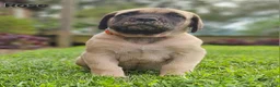 English Mastiff dogs for sale: Rose - Ad 2