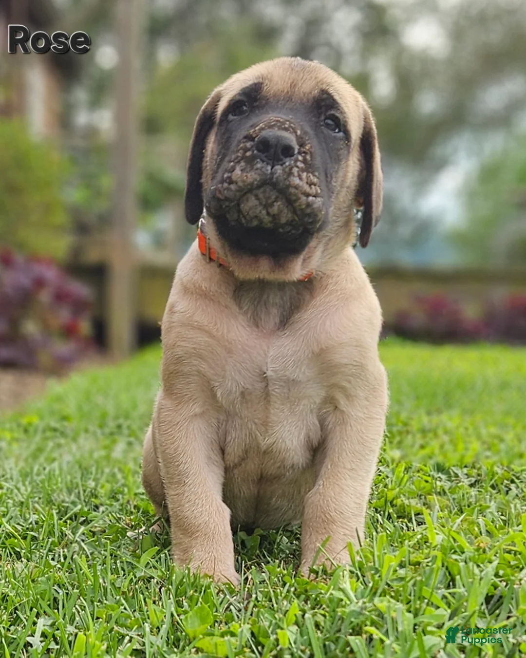 English Mastiff dogs for sale: Rose - Ad 2