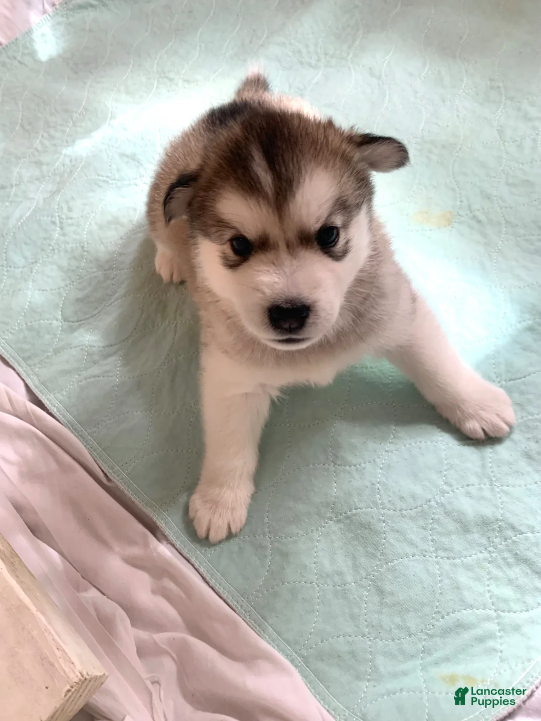 Alaskan Malamute dogs for sale: Blaze - Ad 2