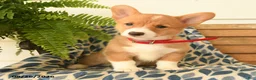 Welsh Corgi Pembroke dogs for sale: Nia - Ad 4