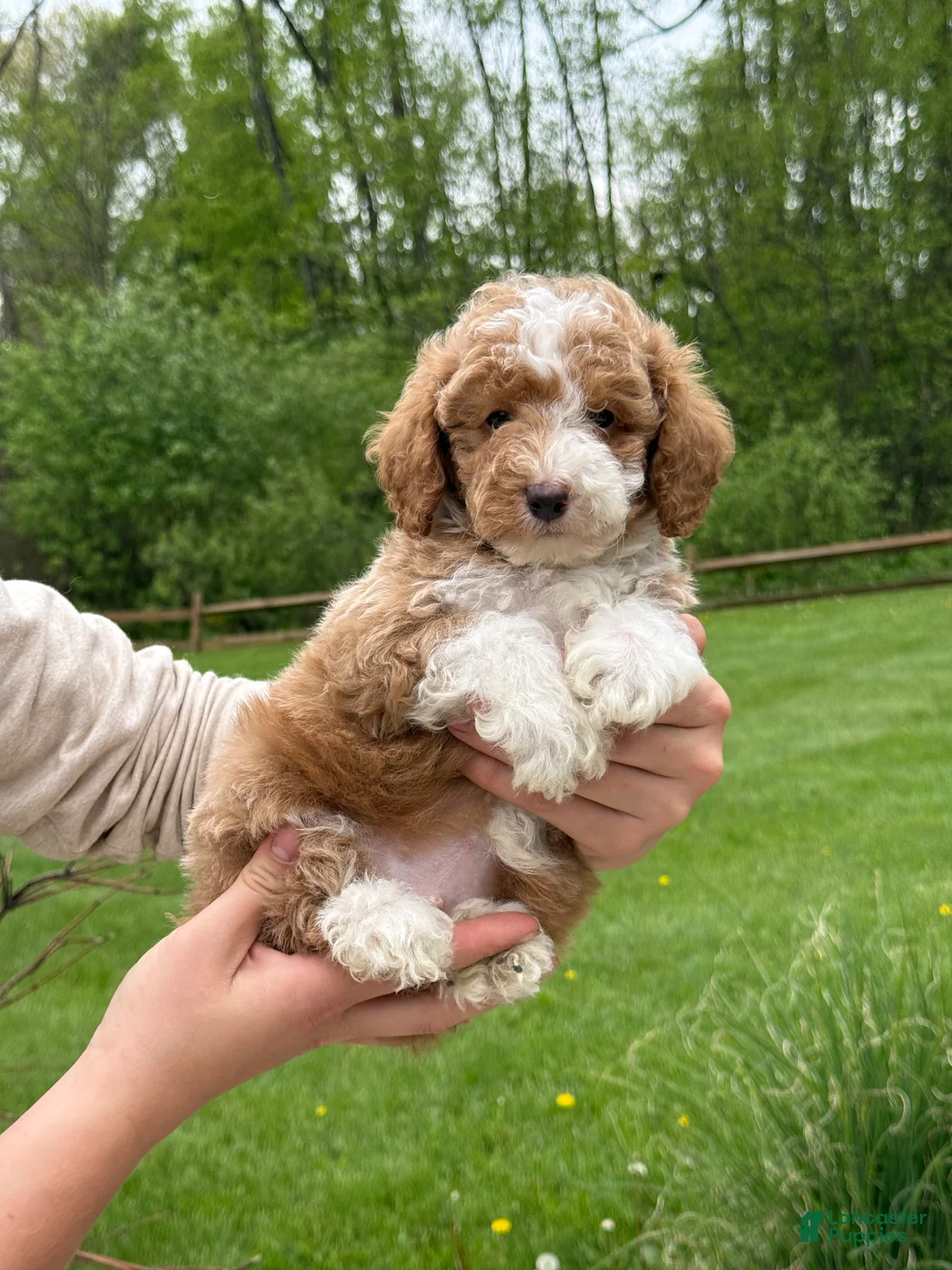 Miniature Poodle dogs for sale: Austin - Ad 2