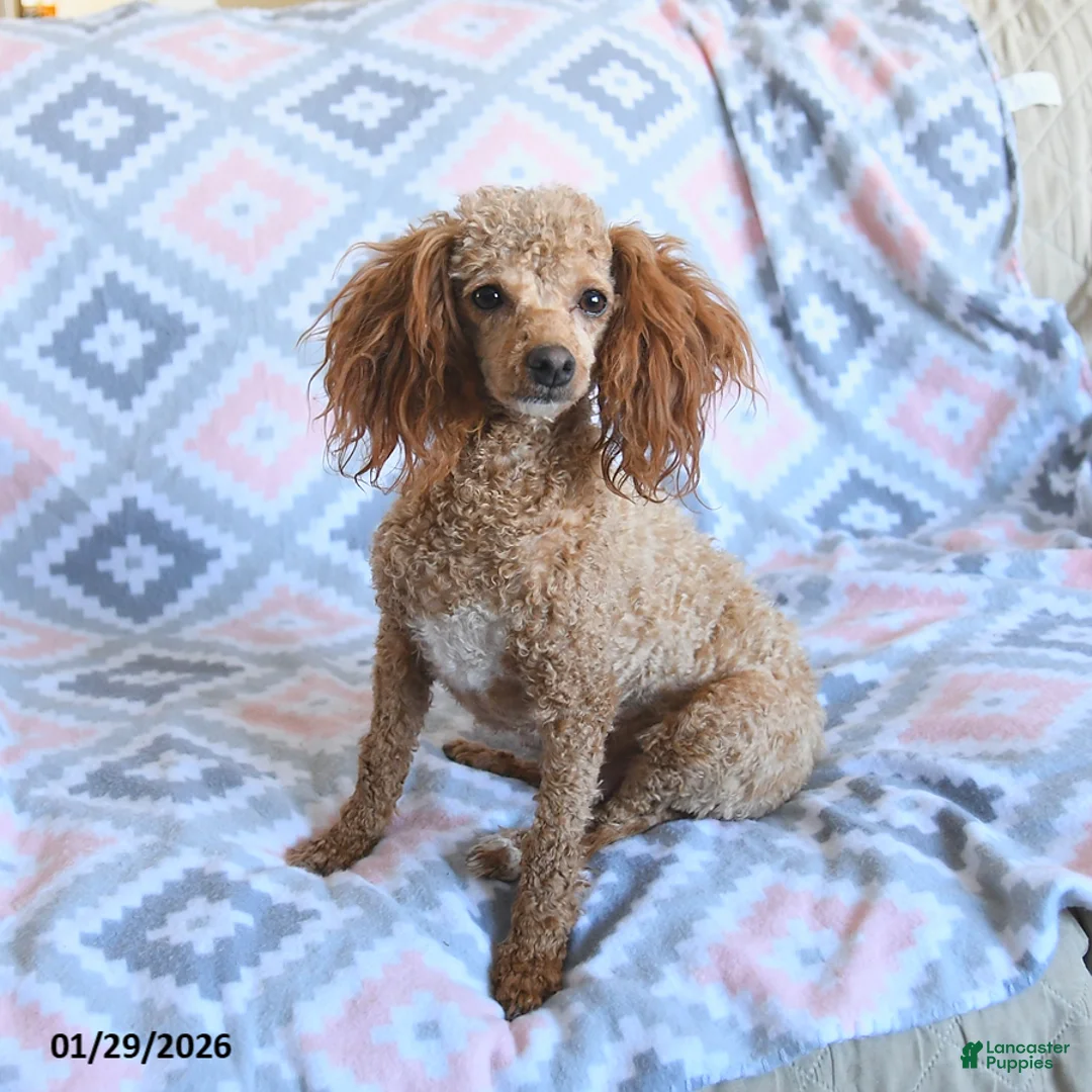 Toy Poodle dogs for sale: Daisy - Ad 4