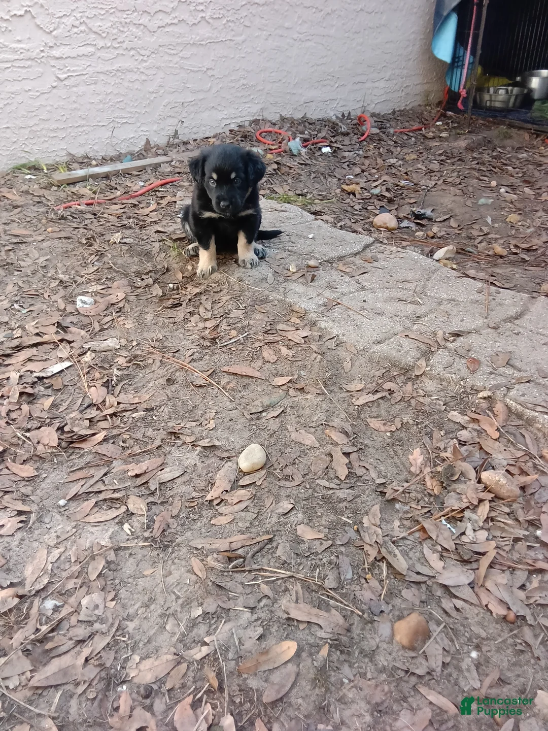 Mixed Breed dogs for sale:  Puppy 3 nurturing guardian  - Ad 1