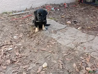 Mixed Breed dogs Puppy 3 nurturing guardian - Ad 4