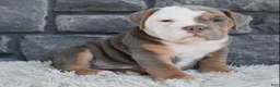 Beabull dogs for sale: Bentley  - Ad 3