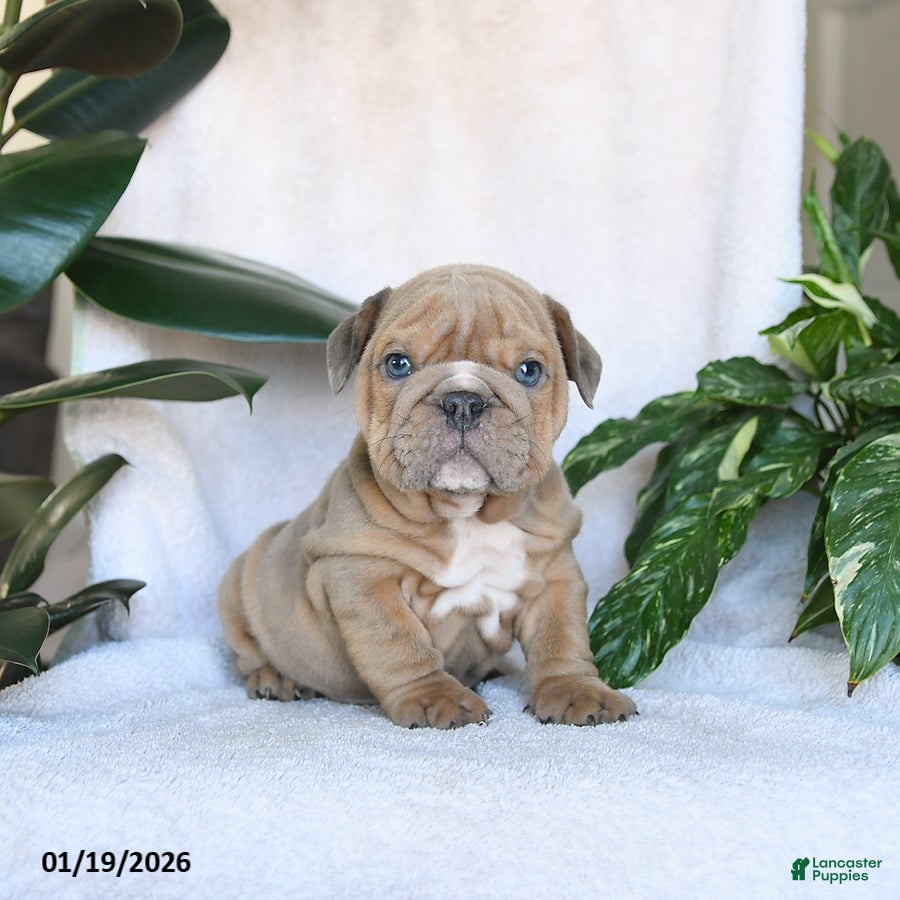 English Bulldog dogs Cupid - Ad 3