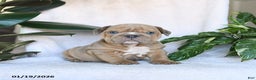 English Bulldog dogs for sale: Cupid - Ad 1