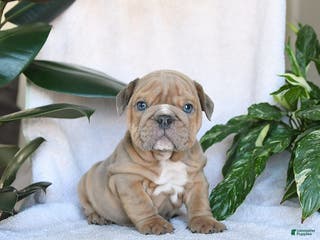 English Bulldog dogs Cupid - Ad 9