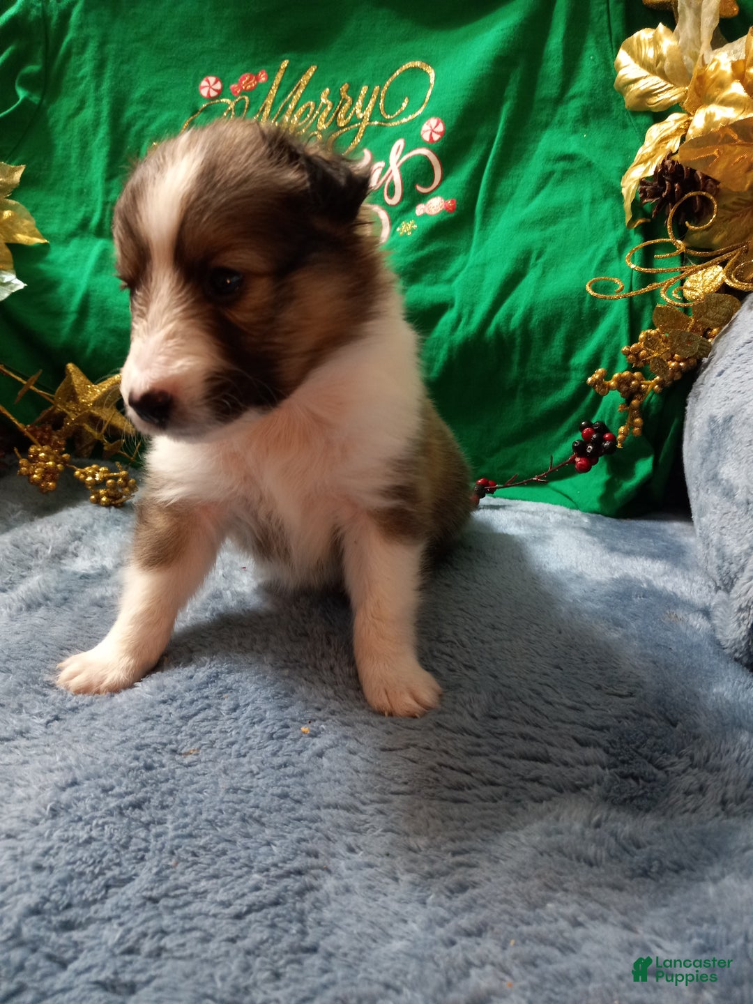 Shetland Sheepdog dogs for sale: AKC Clifford  - Ad 1