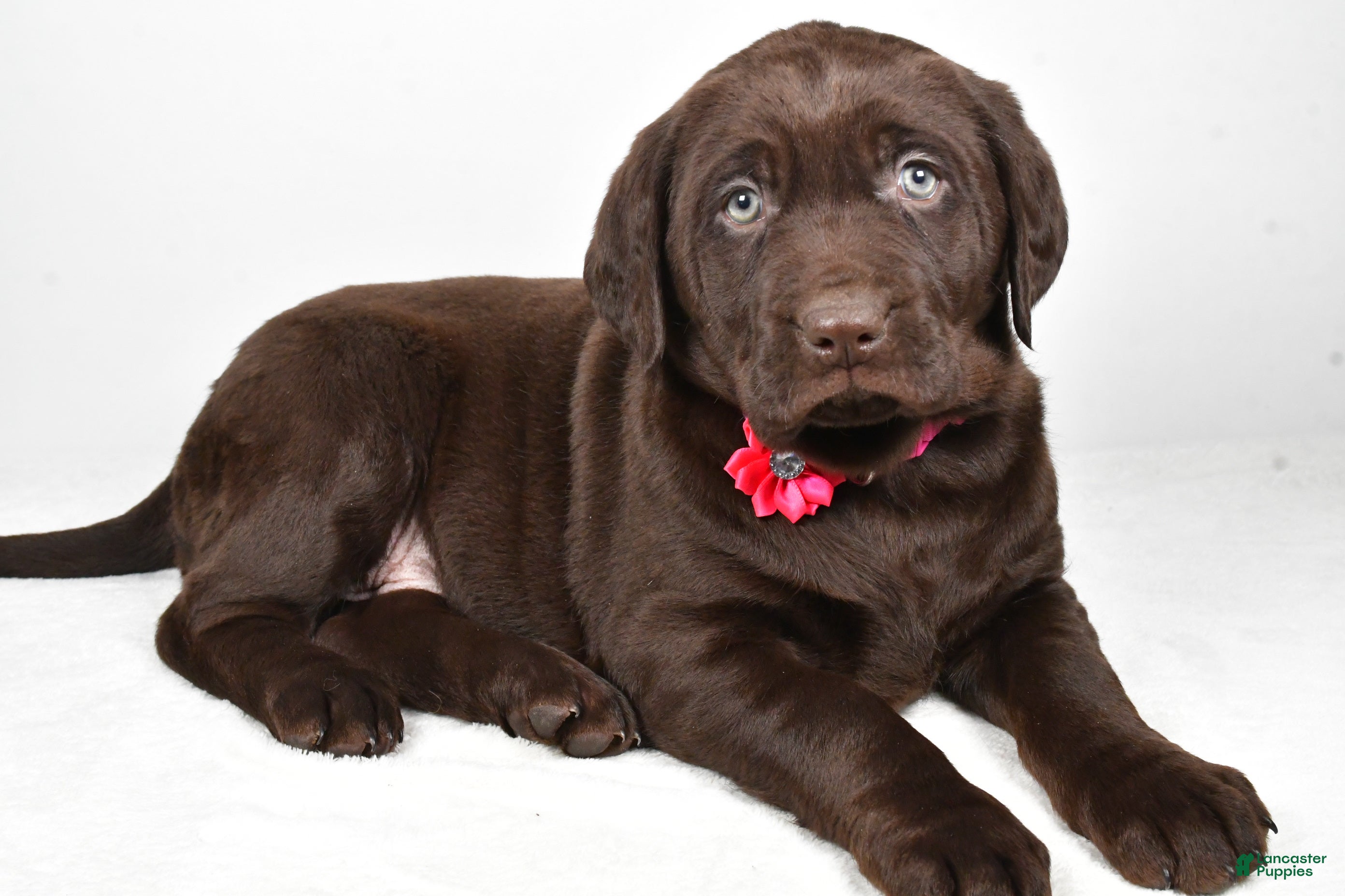 Labrador Retriever dogs Nancy - Ad 11
