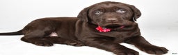 Labrador Retriever dogs for sale: Nancy - Ad 1