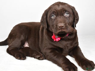 Labrador Retriever dogs Nancy - Ad 11