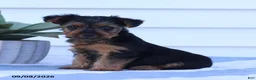 Yorkshire Terrier dogs for sale: Giggles - Ad 2
