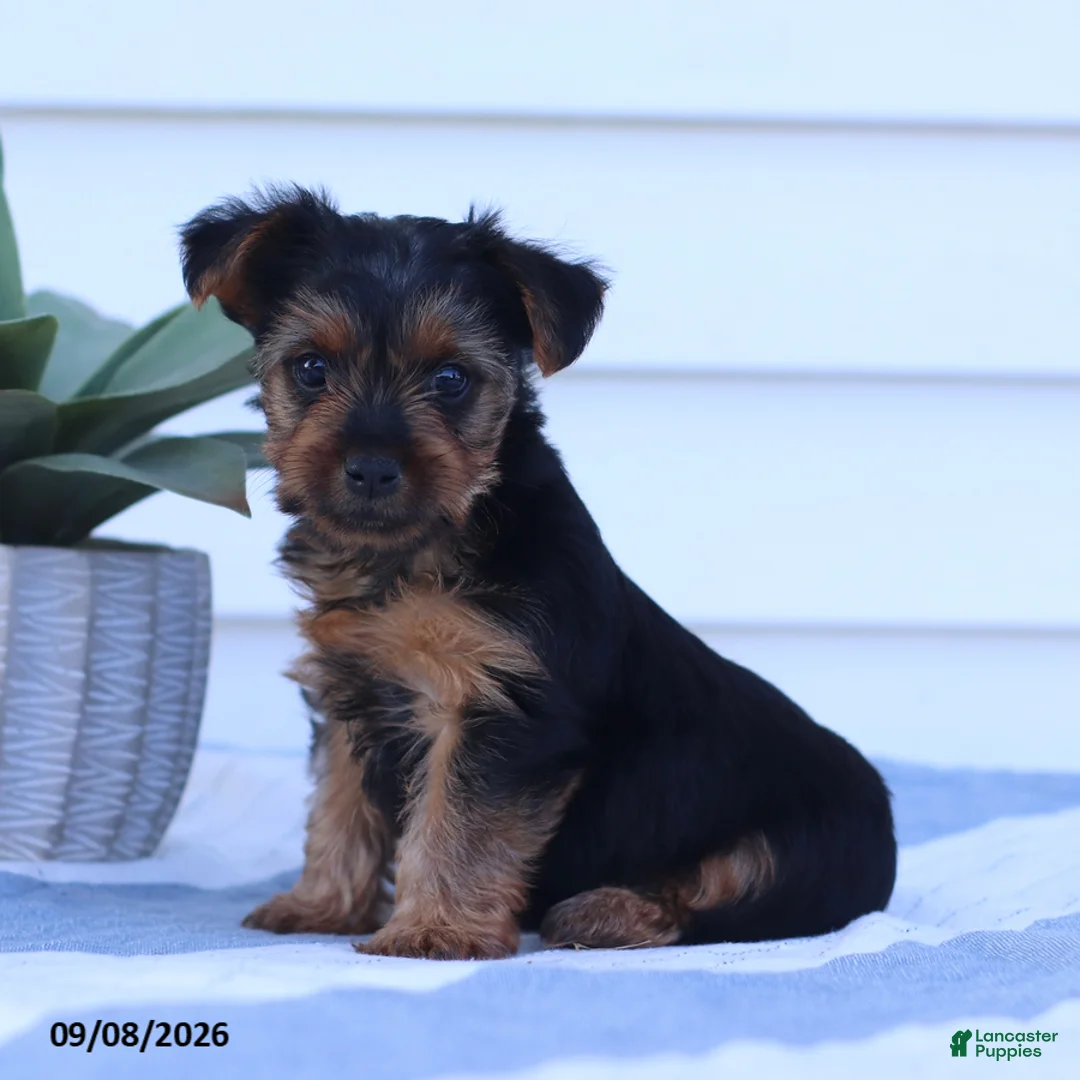 Yorkshire Terrier dogs for sale: Giggles - Ad 2