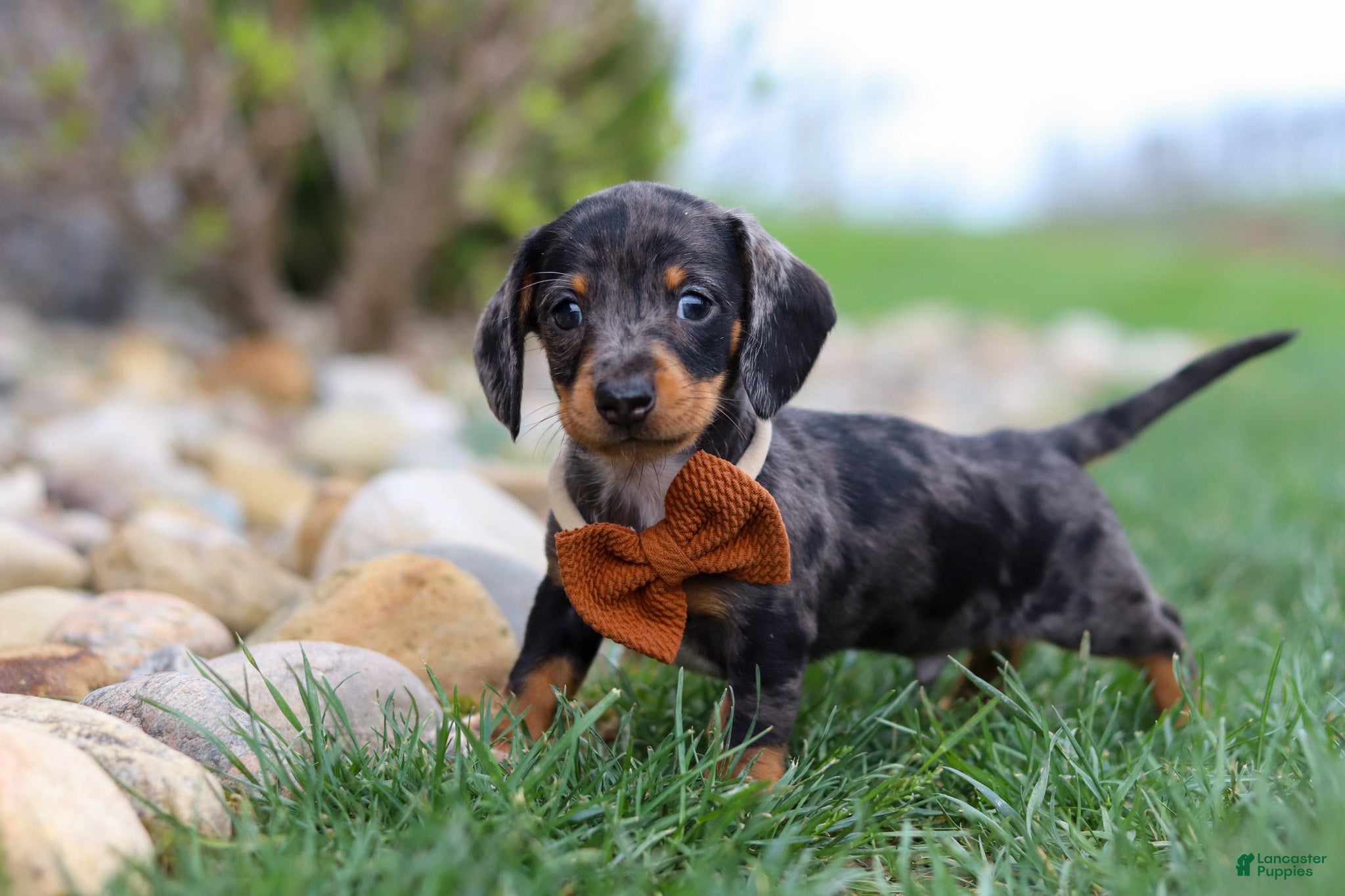 Miniature Dachshund dogs Leo - Ad 2