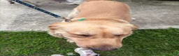 Labrador Retriever dogs for sale: Dolly - Ad 2