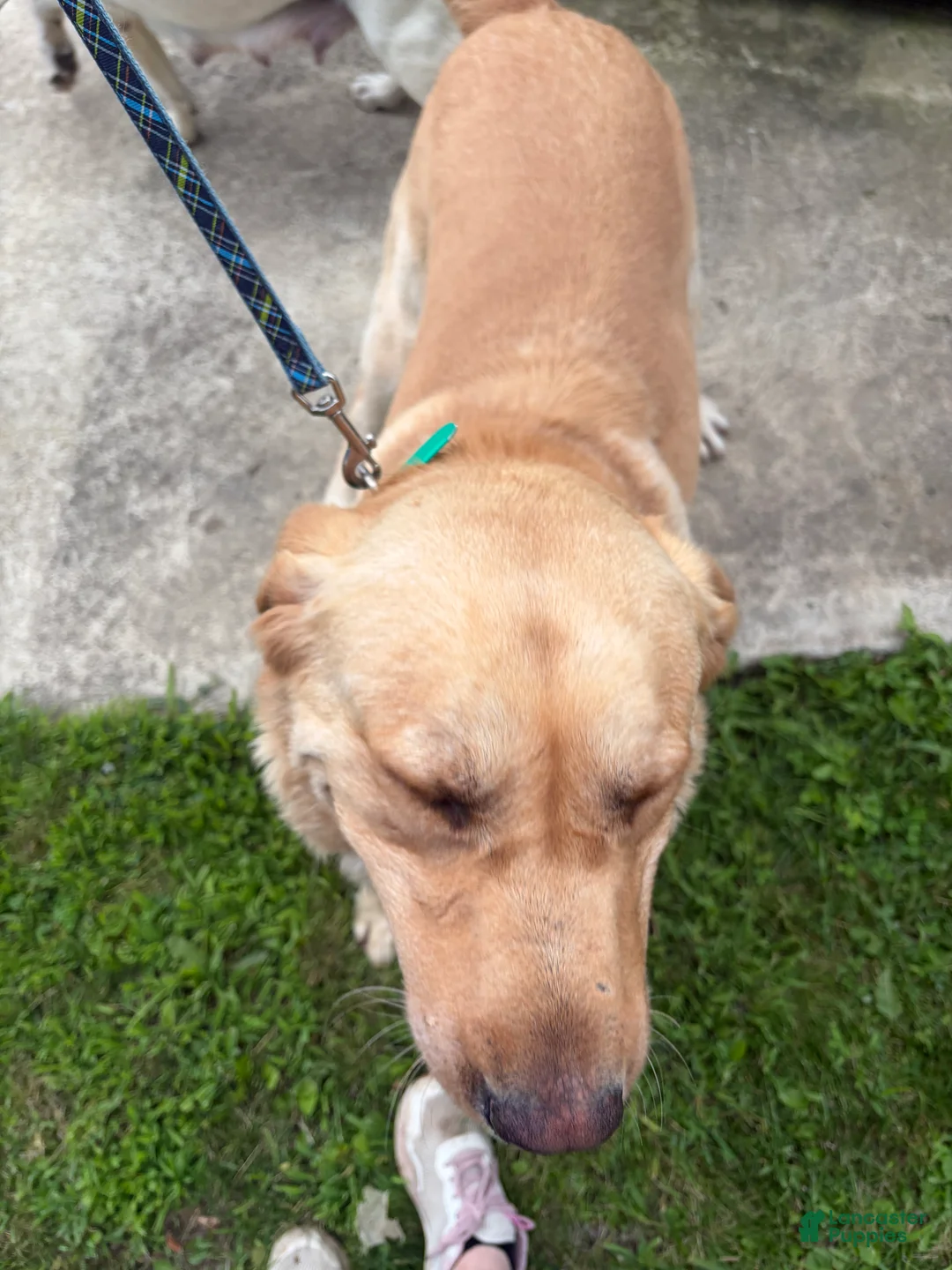 Labrador Retriever dogs for sale: Dolly - Ad 2
