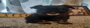 AKC Oreo