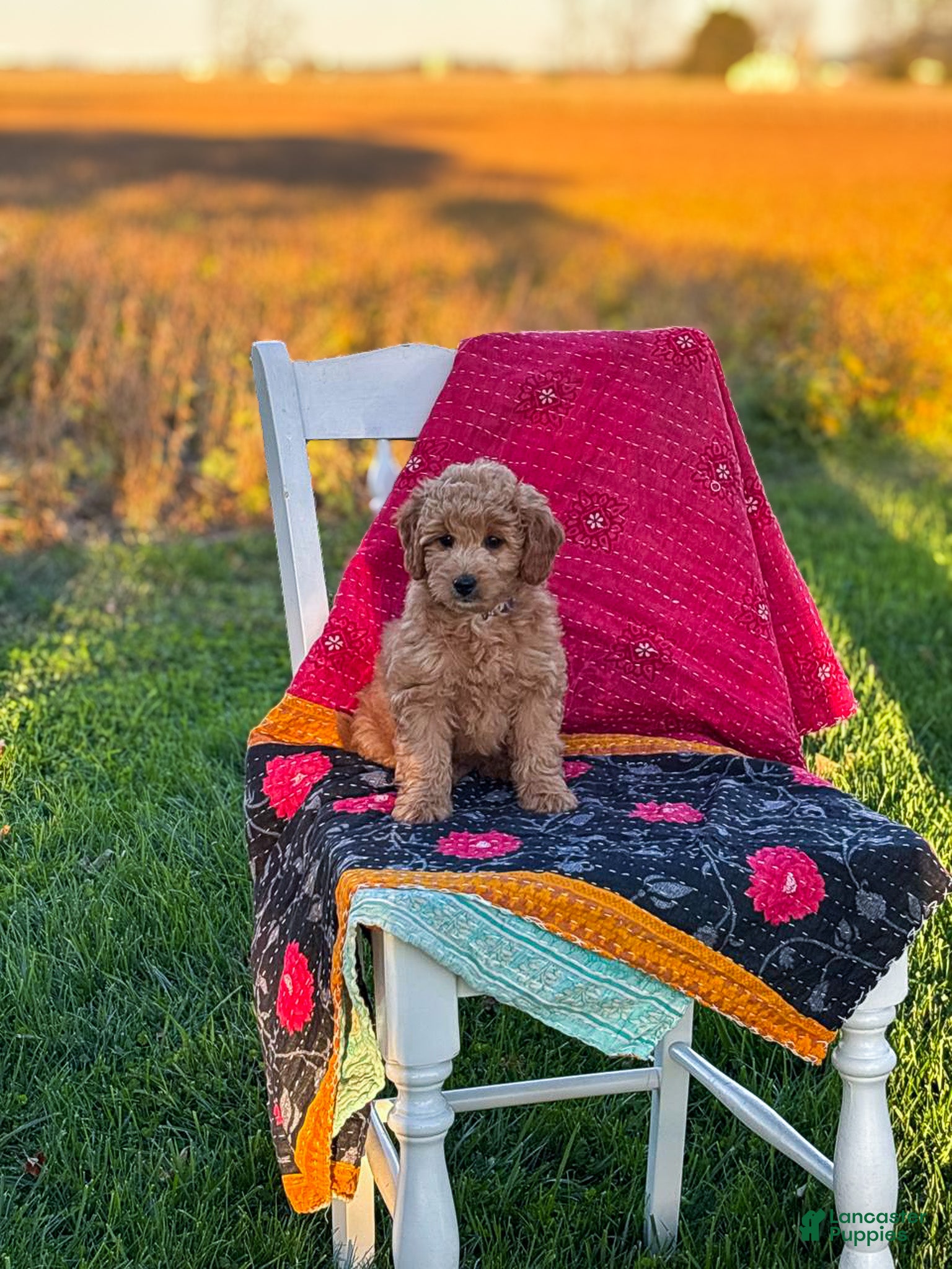 Mini Goldendoodle dogs for sale: Luna - Ad 2
