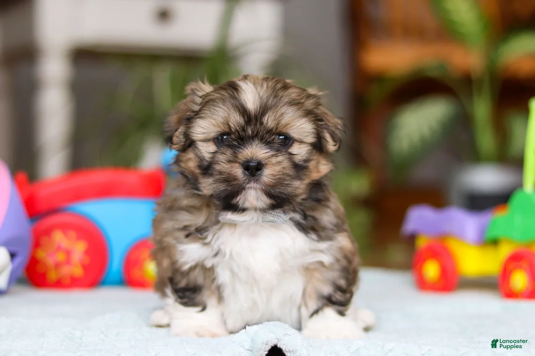 Shih Tzu dogs for sale: Carlson - Ad 3