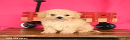 Toy Poodle dogs for sale: Theo - Ad 4