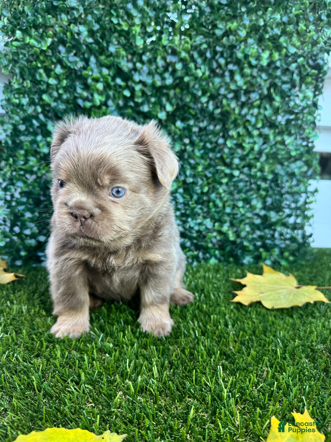 French Bulldog dogs for sale: Sky - Ad 2