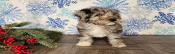 Mini Bernedoodle dogs for sale: Angel - Ad 20