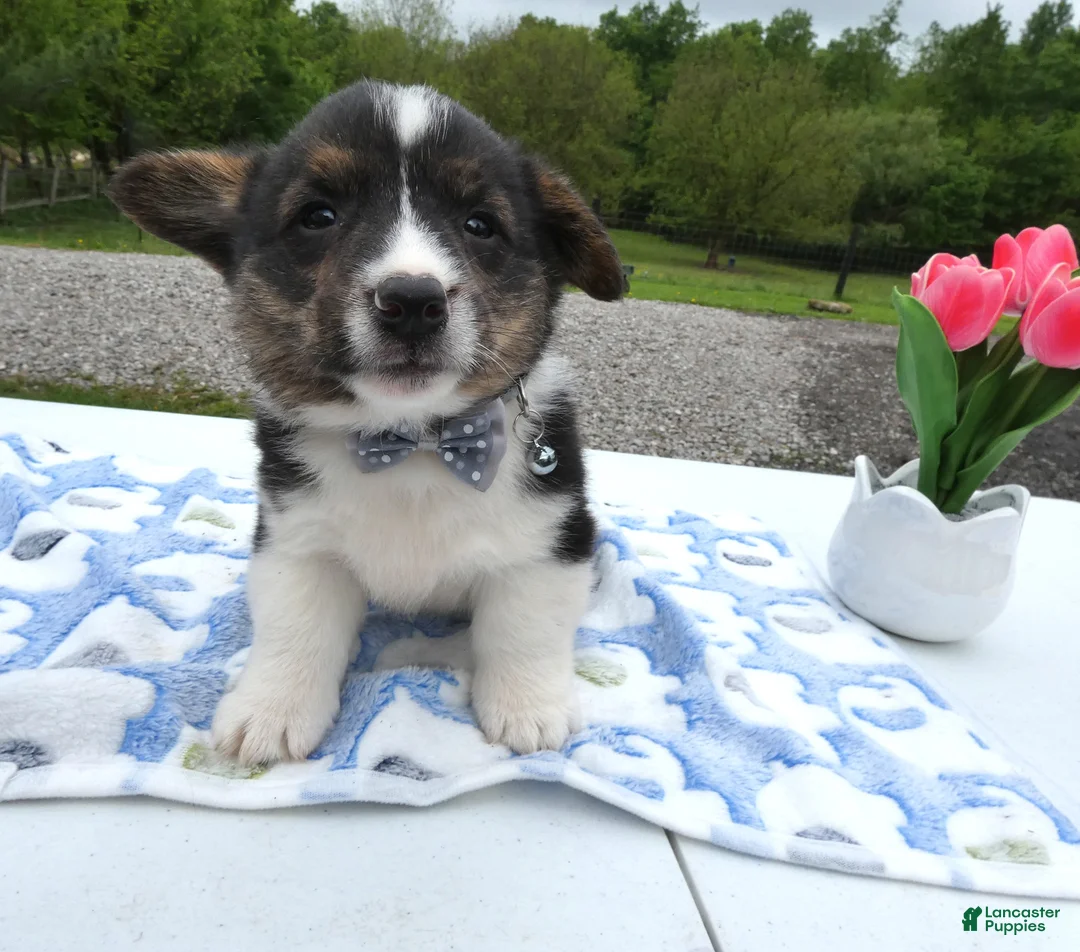 Welsh Corgi Pembroke dogs for sale: Welsh Corgi Pembroke Puppy 2 Scotty - Ad 1