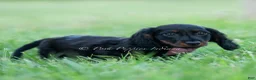 Miniature Dachshund dogs for sale: bentley - Ad 6