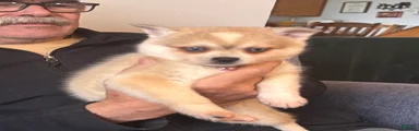  Puppy 1
