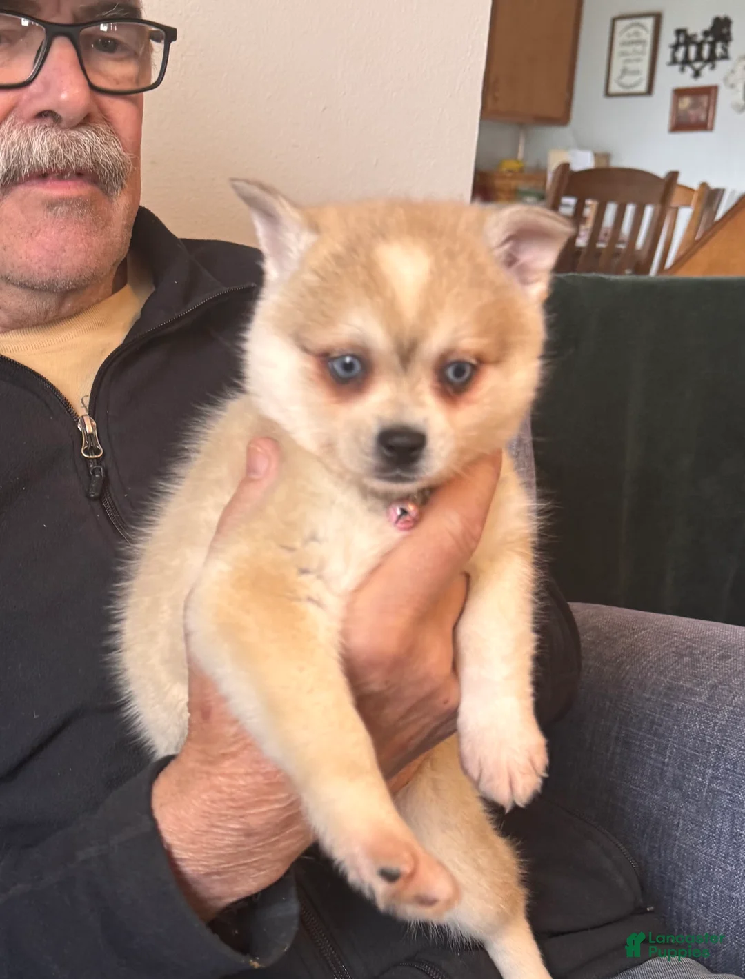 Alaskan Klee Kai dogs for sale:  Puppy 1 - Ad 1