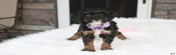 Miniature Poodle dogs for sale: Amber  - Ad 17