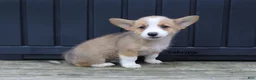 Welsh Corgi Pembroke dogs for sale: Sabrina - Ad 1