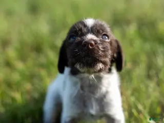 German Wirehaired Pointer dogs Girl 5 - Ad 5