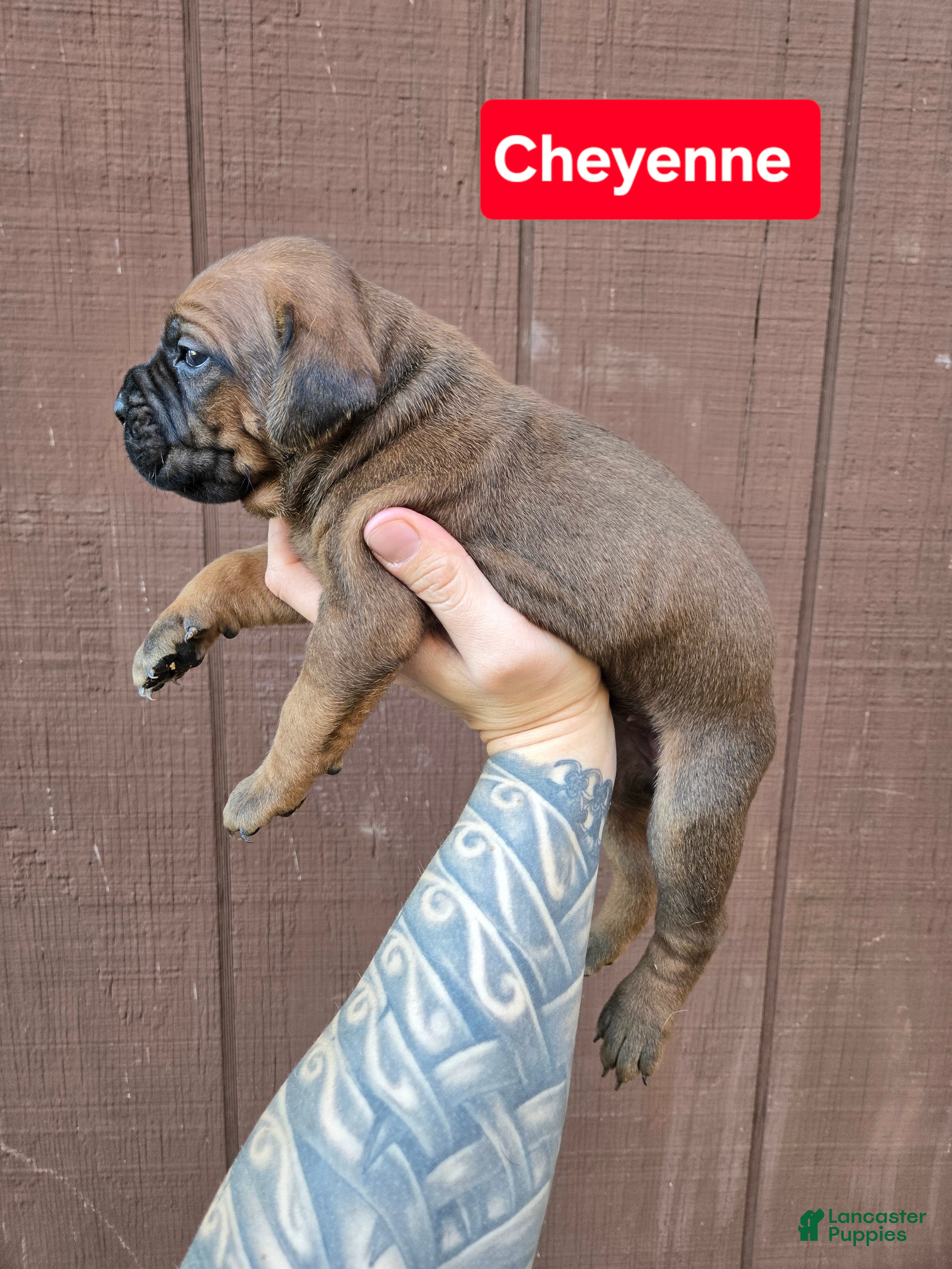 Cane Corso dogs for sale: Cheyenne - Ad 4