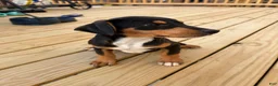 Mixed Breed dogs for sale: Freya - Ad 2