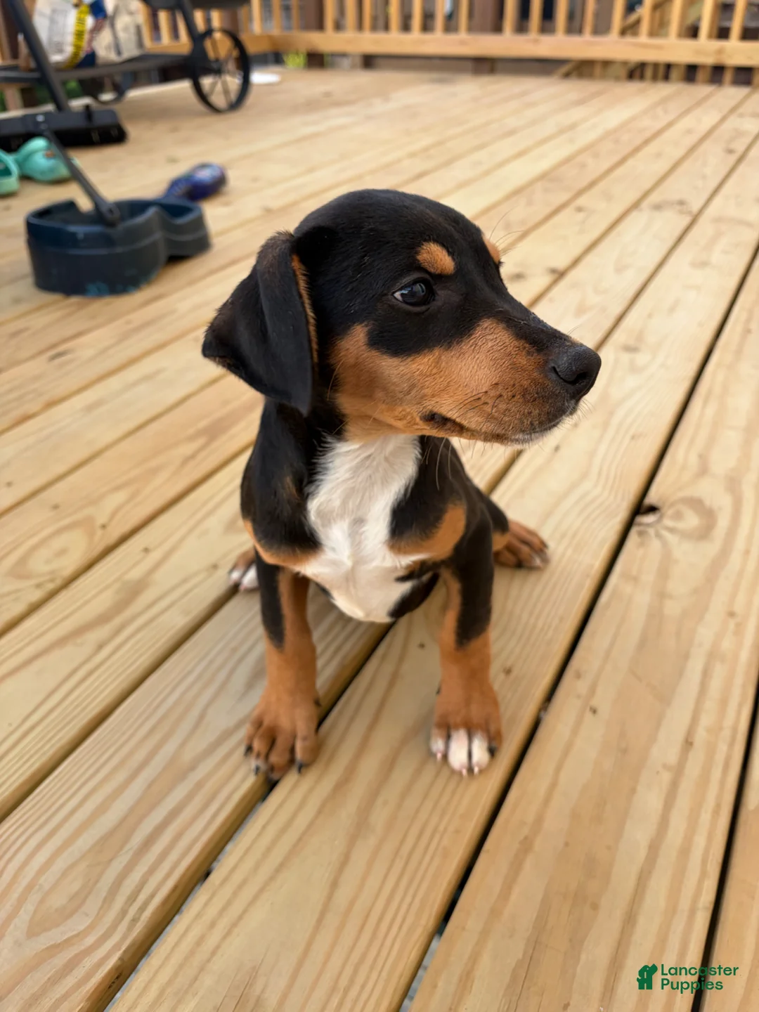 Mixed Breed dogs for sale: Freya - Ad 2