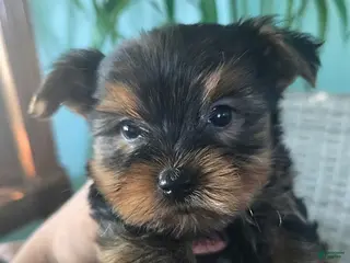 Yorkshire Terrier dogs Bex - Ad 35